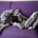 Ino Mon Chat  Européen Femelle - Garde d'animaux à domicile