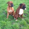 Images de profil de Aurelie - Blooming Pets - Petsitting et garde d'animaux à domicile