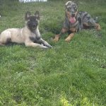 Image de profil de Aurelie - Blooming Pets - Petsitting et garde d'animaux à domicile