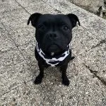 Boo Boo Mon Chien Staffordshire Bull Terrier Femelle - Garde d'animaux Ă domicile