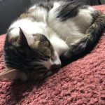 Kiki Mon Chat  Chat de gouttière (Commun) Femelle - Garde d'animaux à domicile