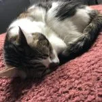 Kiki Kiki Mon Chat Chat de gouttiĂšre (Commun) Femelle - Garde d'animaux Ă domicile