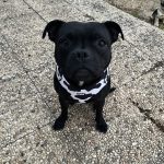 Image de profil de Aurelie - Blooming Pets - Petsitting et garde d'animaux à domicile