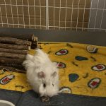 Plume Mon Cochon d’Inde  Péruvien Femelle - Garde d'animaux à domicile