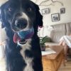 Images de profil de Auriane - Blooming Pets - Petsitting et garde d'animaux à domicile