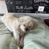 Images de profil de Auriane - Blooming Pets - Petsitting et garde d'animaux à domicile