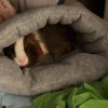 Images de profil de Auriane - Blooming Pets - Petsitting et garde d'animaux à domicile