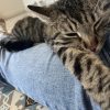 Images de profil de Auriane - Blooming Pets - Petsitting et garde d'animaux à domicile