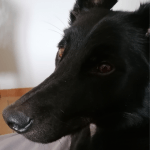 Guizmo Mon Chien  Croisé Mâle stérilisé - Garde d'animaux à domicile
