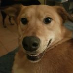 Gaya Mon Chien  Croisé Femelle stérilisée - Garde d'animaux à domicile