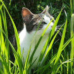 Mémél Mon Chat  European Shorthair Femelle - Garde d'animaux à domicile