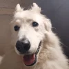 Images de profil de Awena - Blooming Pets - Petsitting et garde d'animaux à domicile