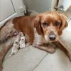Images de profil de Awena - Blooming Pets - Petsitting et garde d'animaux à domicile