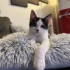 Images de profil de Axelle - Blooming Pets - Petsitting et garde d'animaux à domicile