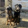 Images de profil de Axelle - Blooming Pets - Petsitting et garde d'animaux à domicile