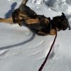 Images de profil de Axelle - Blooming Pets - Petsitting et garde d'animaux à domicile