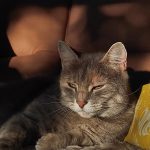 Grisoute Mon Chat  Européen Femelle - Garde d'animaux à domicile