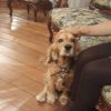 Images de profil de Ayelén - Blooming Pets - Petsitting et garde d'animaux à domicile