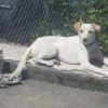 Images de profil de Ayelén - Blooming Pets - Petsitting et garde d'animaux à domicile