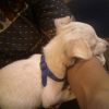 Images de profil de Ayelén - Blooming Pets - Petsitting et garde d'animaux à domicile
