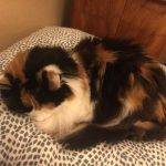 Didon Mon Chat  Croisé Femelle - Garde d'animaux à domicile