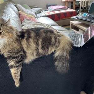 Nala