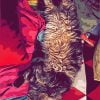 Images de profil de Ousmane Guindé - Blooming Pets - Petsitting et garde d'animaux à domicile