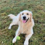 Malo Mon Chien  Golden Retriever Mâle stérilisé - Garde d'animaux à domicile