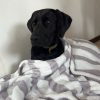Images de profil de Bay - Blooming Pets - Petsitting et garde d'animaux à domicile