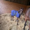Images de profil de Bay - Blooming Pets - Petsitting et garde d'animaux à domicile