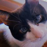 Simba Mon Chat  Siamois Mâle - Garde d'animaux à domicile