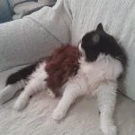 Horus Mon Chat  Angora Turc Femelle - Garde d'animaux à domicile