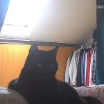 Enrique Mon Chat  Bombay Mâle stérilisé - Garde d'animaux à domicile