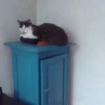 Harley Mon Chat  Européen Femelle - Garde d'animaux à domicile