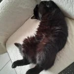 Canail Mon Chat  Bombay Mâle stérilisé - Garde d'animaux à domicile