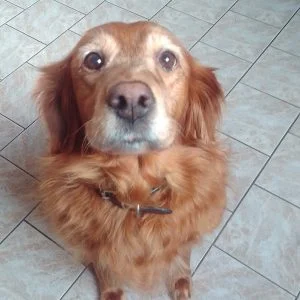 Image de profil de Isabelle - Blooming Pets - Petsitting et garde d'animaux à domicile