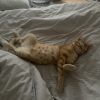 Images de profil de Bénédicte - Blooming Pets - Petsitting et garde d'animaux à domicile