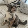 Images de profil de Bénédicte - Blooming Pets - Petsitting et garde d'animaux à domicile