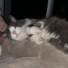 Images de profil de Bénédicte - Blooming Pets - Petsitting et garde d'animaux à domicile
