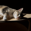Images de profil de Bénédicte - Blooming Pets - Petsitting et garde d'animaux à domicile