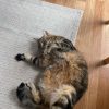 Images de profil de Bénédicte - Blooming Pets - Petsitting et garde d'animaux à domicile