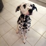 Glamour Mon Chien  Dalmatien Femelle - Garde d'animaux à domicile