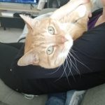 Ganja Mon Chat  Européen Mâle stérilisé - Garde d'animaux à domicile