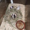 Images de profil de Tatiana - Blooming Pets - Petsitting et garde d'animaux à domicile