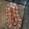 Images de profil de Tatiana - Blooming Pets - Petsitting et garde d'animaux à domicile