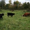 Images de profil de Tatiana - Blooming Pets - Petsitting et garde d'animaux à domicile