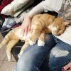 Images de profil de Tatiana - Blooming Pets - Petsitting et garde d'animaux à domicile