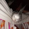 Images de profil de Tatiana - Blooming Pets - Petsitting et garde d'animaux à domicile