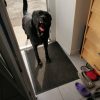 Images de profil de Tatiana - Blooming Pets - Petsitting et garde d'animaux à domicile