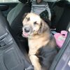 Images de profil de Tatiana - Blooming Pets - Petsitting et garde d'animaux à domicile